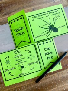 Lime green flip flap activity researching spiders