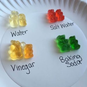 Before and after photos of the gummy bear science experiment