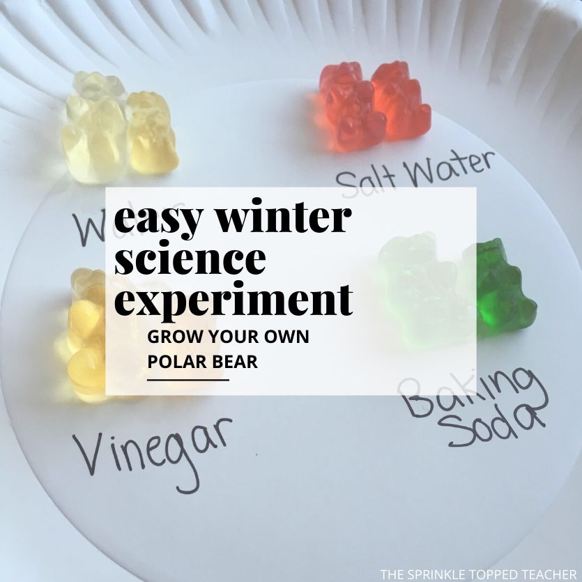 Gummy Bear Science Fair Experiment Worksheet Printable PDF 