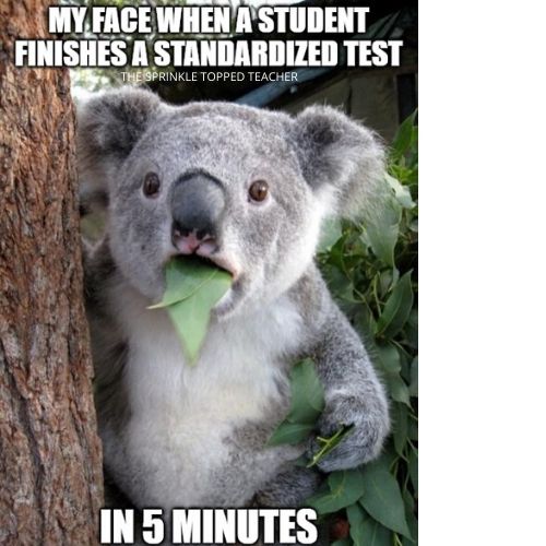 Koala bear meme. Text: My face when a student finished a standardized test in 5 minutes.