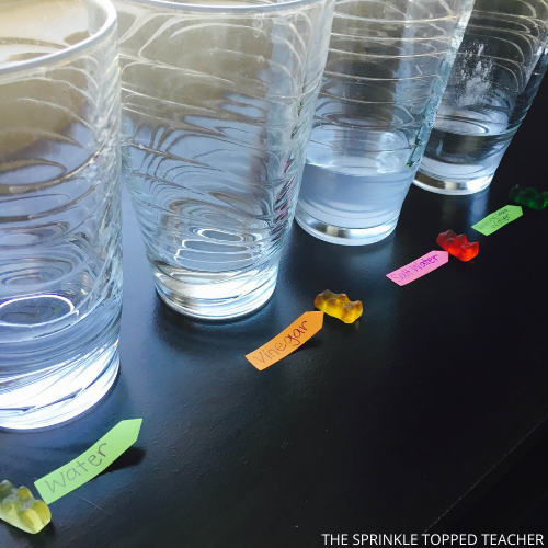 Gummy bear science experiment in progress with glasses and mixtures laid out