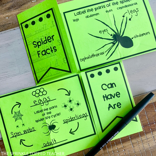 2nd grade spider research flip flap where kids label the parts of a spider and life cycle of a spider