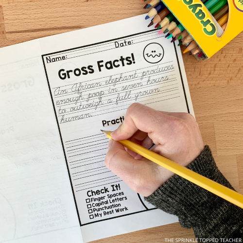 Student working on a cursive handwriting worksheet with silly facts