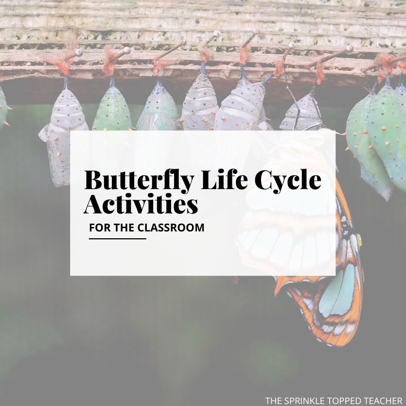 Butterfly Life Cycle Activity