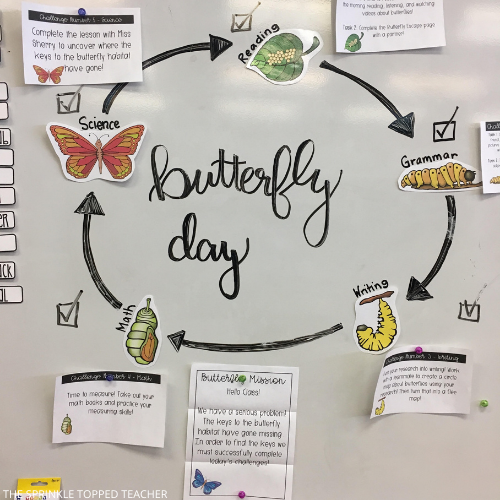 Butterfly life cycle activity on classroom board
