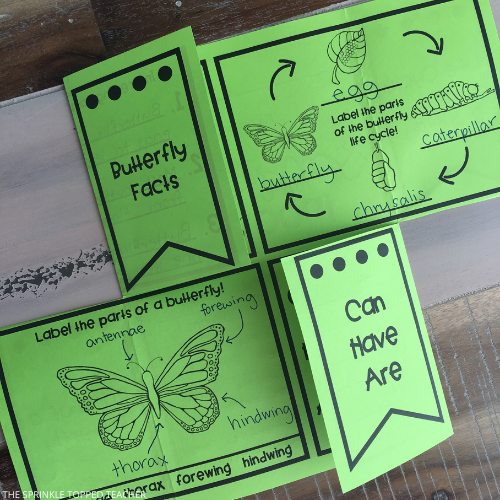 Green worksheet with butterfly facts, life cycle, and labeling the parts of a butterfly