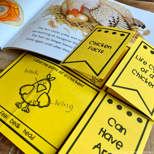 Students learn about the chicken life cycle with this in depth printable and Google Slides.