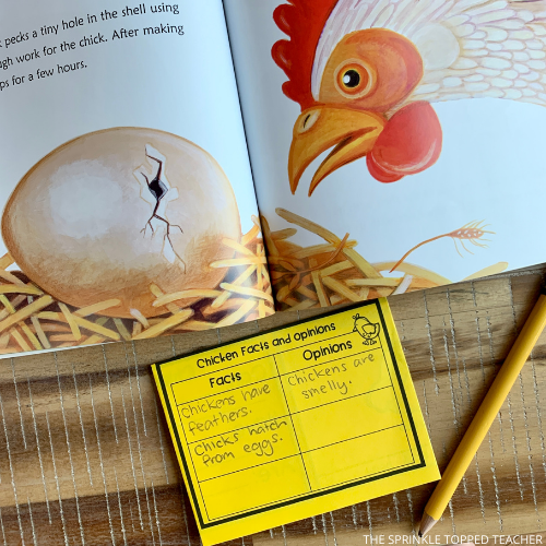 Student is writing facts and opinions about chickens while reading a chicken text.