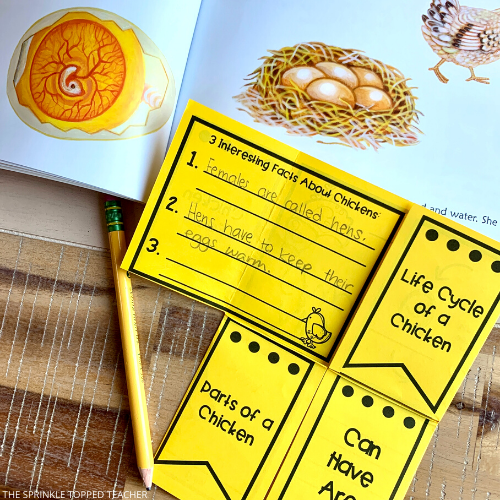 Students learn about the chicken life cycle with this in depth printable and Google Slides. Student is writing interesting facts about chickens.