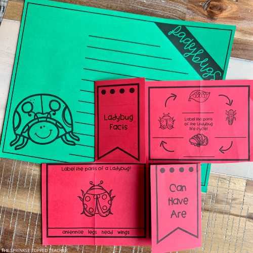 The Ladybug life cycle printable is on green and red paper.