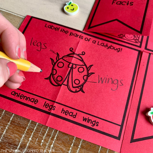 The parts of a ladybug are being labeled.