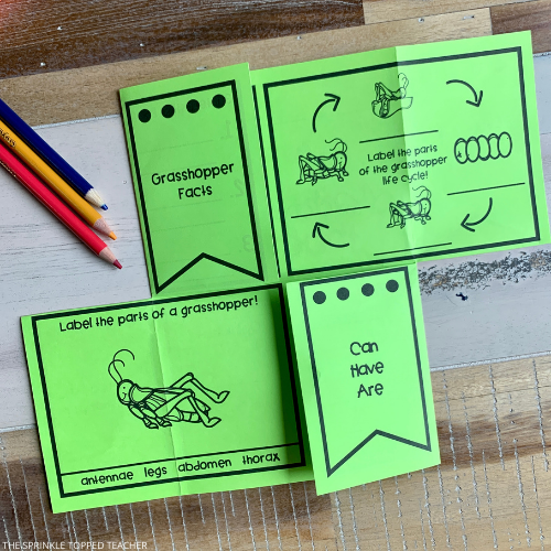 Grasshopper Life Cycle Printable for Students to research and record.