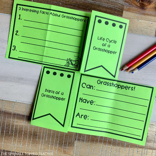 Grasshopper Life Cycle Printable for Students to research and record.