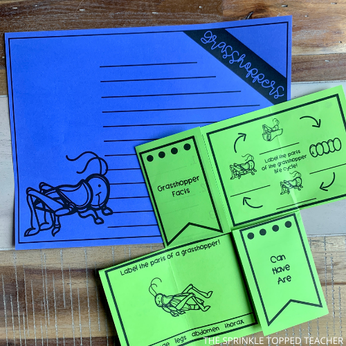 Grasshopper Life Cycle Printable for Students to research and record.