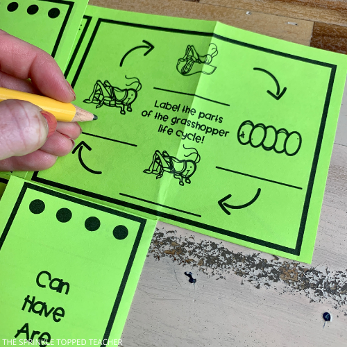 Grasshopper Life Cycle Printable for Students to research and record. Student is filling out the diagram.