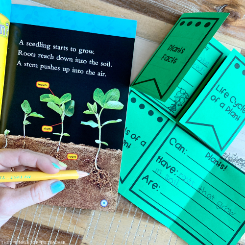 Plant Life Cycle Activities for kids.