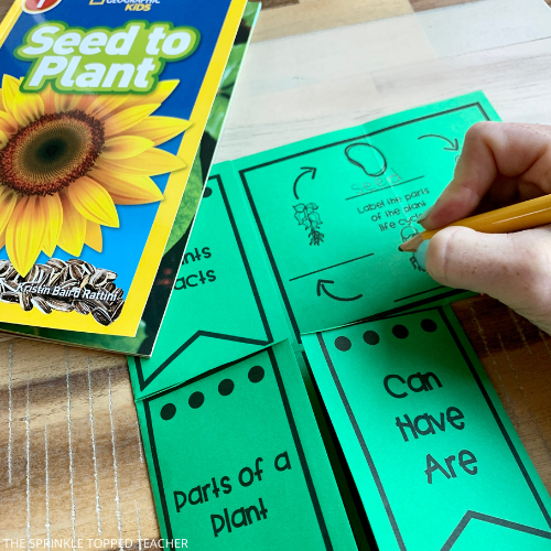 Plant Life Cycle Activities for kids.