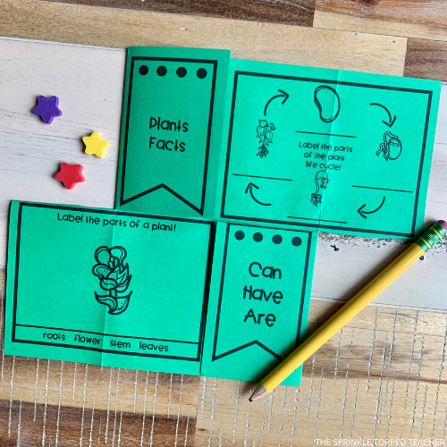 Plant Life Cycle Activities for kids.