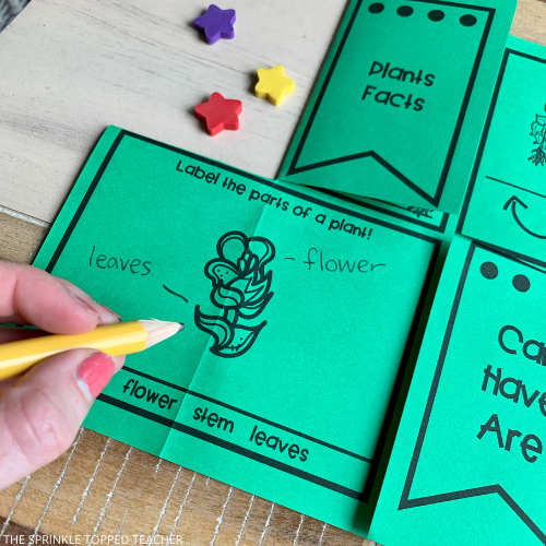 Plant Life Cycle Activities for kids.