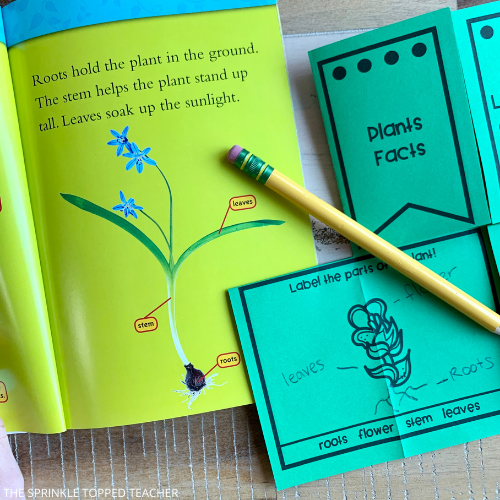 Plant Life Cycle Activities for kids.