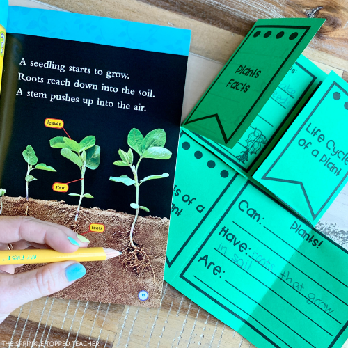 engaging life cycle of a plant flip flap activities
