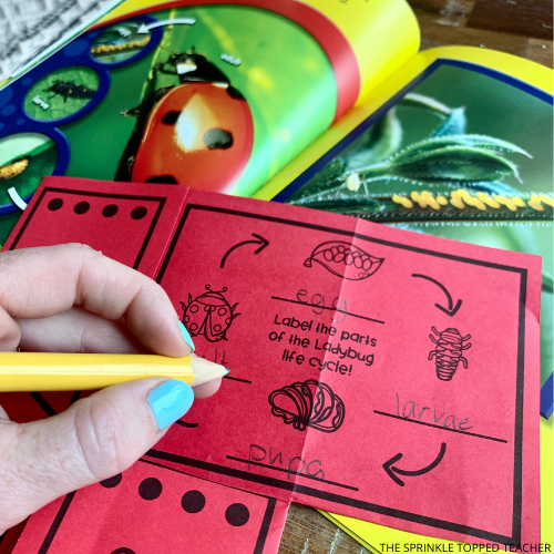 flip flap activities for the life cycle of a lady bug