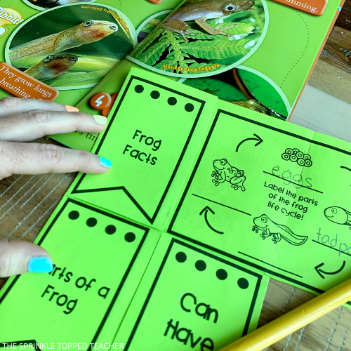 fun and engaging life cycle flip flap activities for a frog