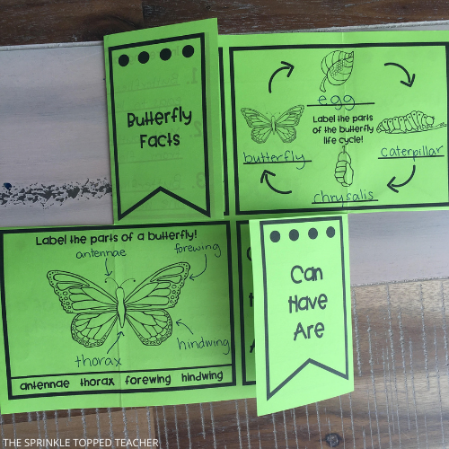 engaging flip flip activities for the life cycle of a butterfly