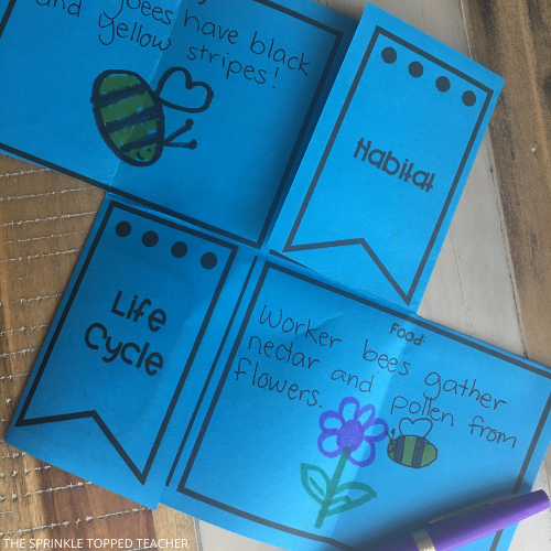 Bumblebee life cycle flip flap to be used as an end of the year activity for the classroom
