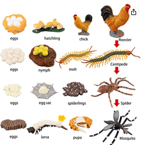 Life Cycle of a spider toys from Amazon, including egg, egg sac, spiderlings and spider. 