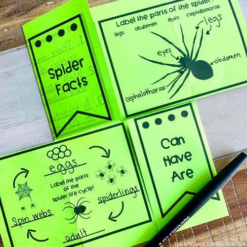 Spider research activities flip flap activity sheet, front and back, laying on desk with black pen. 